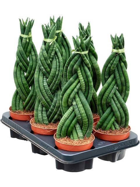 Sansevieria cylindrica