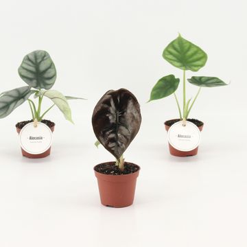 Alocasia MIX