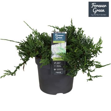 Juniperus horizontalis 'Wiltonii'