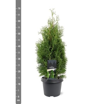 Thuja occidentalis 'Holmstrup'