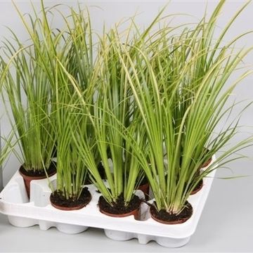 Acorus gramineus 'Ogon'