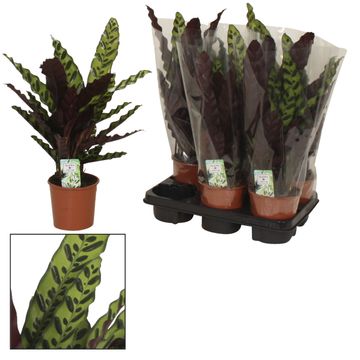 Calathea lancifolia 'Insigne'