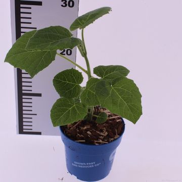 Paulownia elongata 'Futuro'