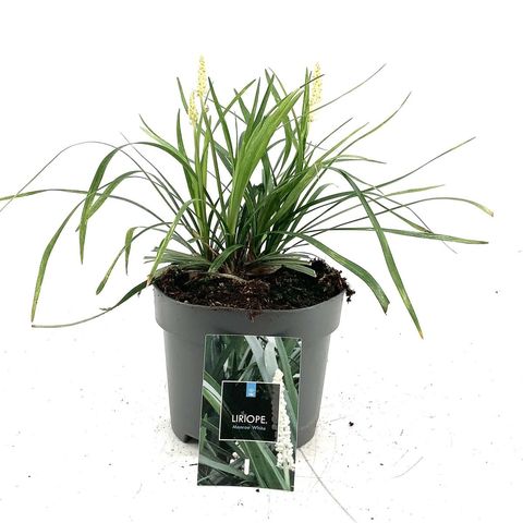 Liriope muscari 'Monroe White'