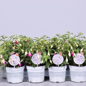 Fuchsia BELLA FUCHSIA NORA