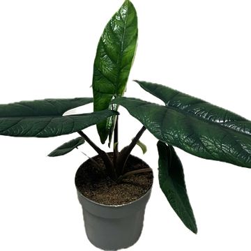 Alocasia scalprum