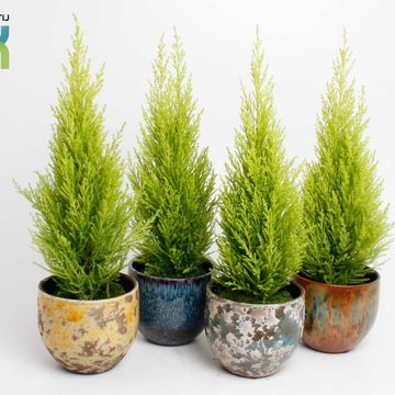 Cupressus macrocarpa 'Wilma'