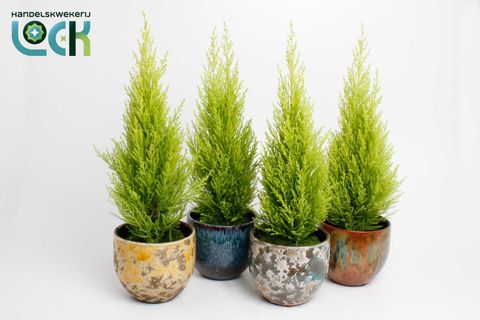 Cupressus macrocarpa 'Wilma'