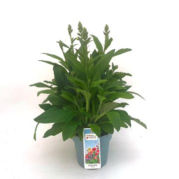 Digitalis purpurea LUCAS WHITE