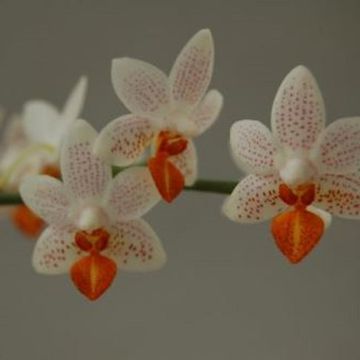 Phalaenopsis 'Mini Mark'