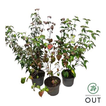 Cornus kousa MIX