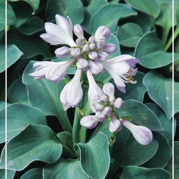 Hosta 'Блю Маус Иэз'