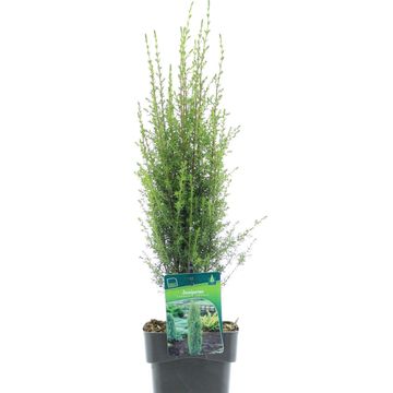 Juniperus communis 'Arnold'