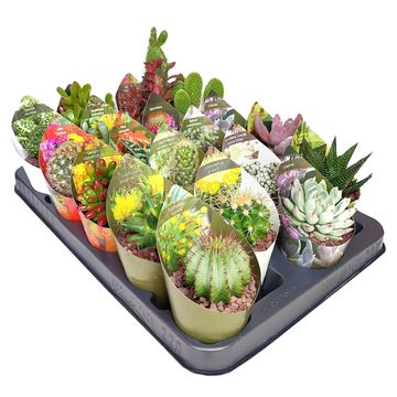 Cactus / Succulents MIX