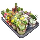 Cactus / Succulents MIX