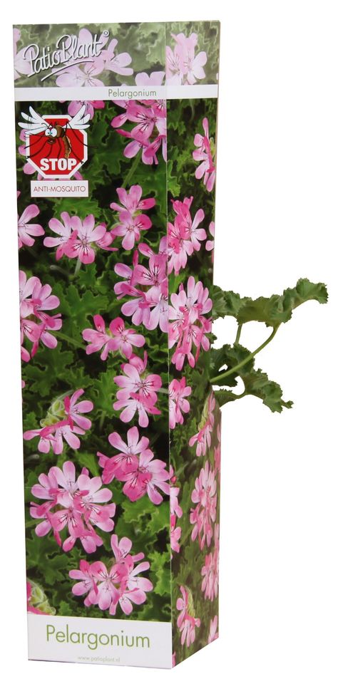 Pelargonium fragrans 'Pink Capitatum'