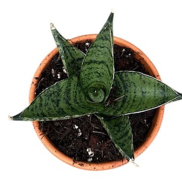 Sansevieria 'Pagoda Dark'
