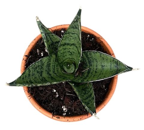 Sansevieria 'Pagoda Dark'