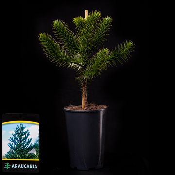 Araucaria araucana