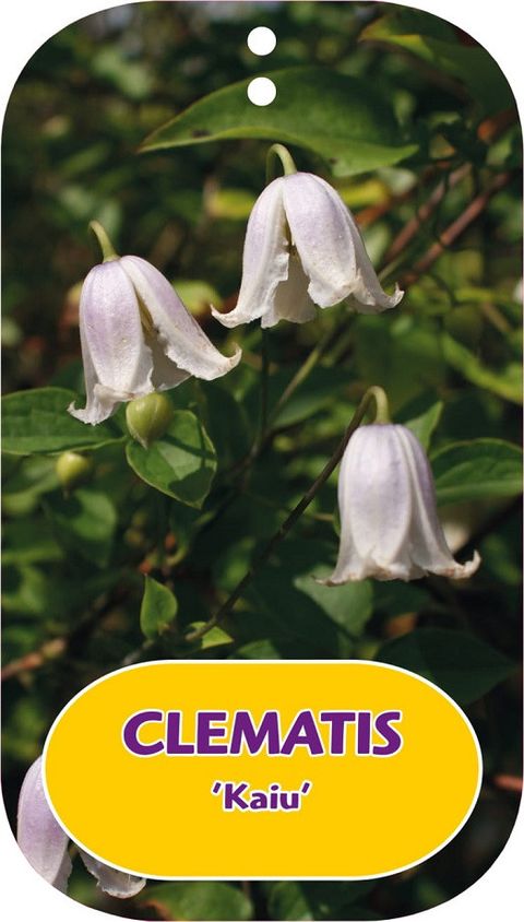 Clematis 'Kaiu' (V)
