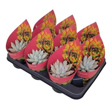 Echeveria tolimanensis