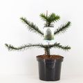 Araucaria araucana