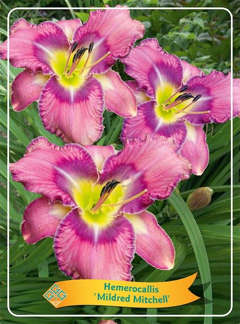 Hemerocallis 'Mildred Mitchell'