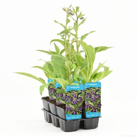 Symphytum officinale