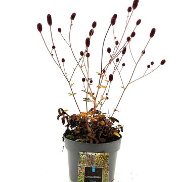 Sanguisorba officinalis 'Tanna'