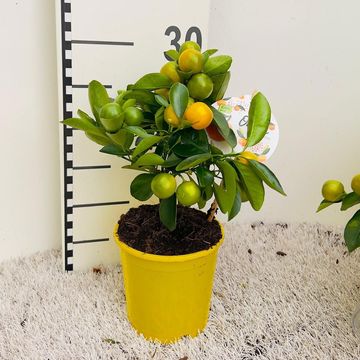 x Citrofortunella microcarpa