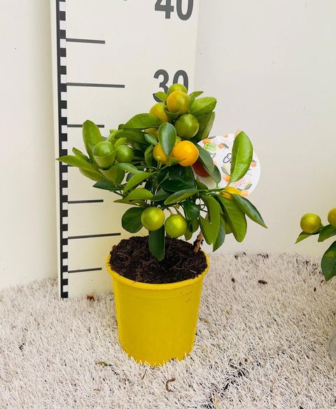 x Citrofortunella microcarpa