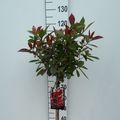 Photinia x fraseri 'Red Robin'