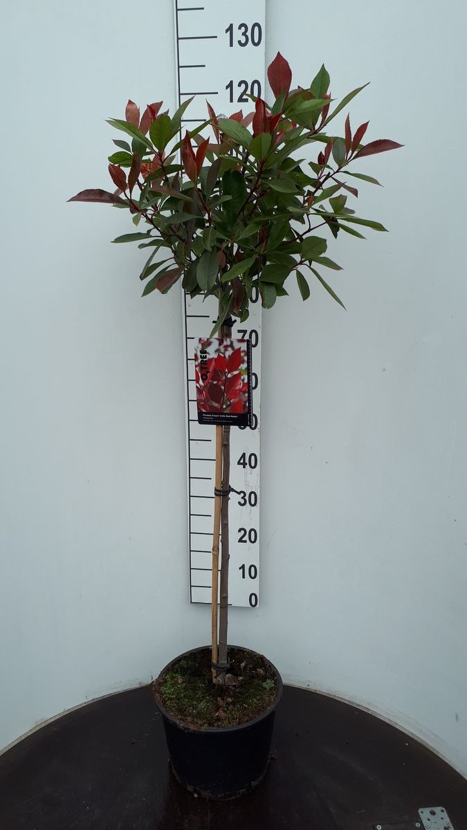 photinia red robin winterhart Glanzmispel Photinia 'Red Robin'