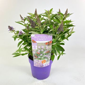 Buddleja davidii BUTTERFLY CANDY LILA SWEETHEART