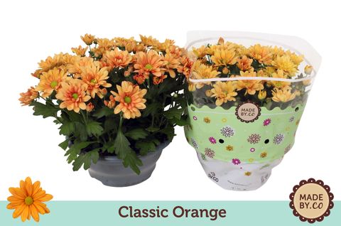 Chrysanthemum ORANGE