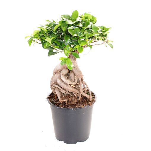 Ficus microcarpa (Feldborg A/S)