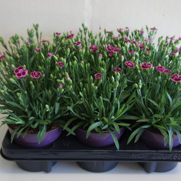 Dianthus PINK KISSES