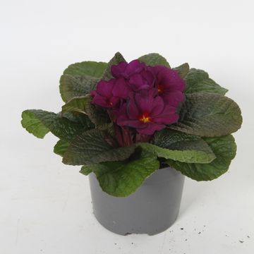 Primula 'Obsidian Purple'