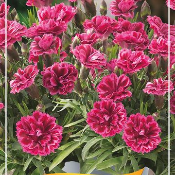 Dianthus CODE BICOLOUR