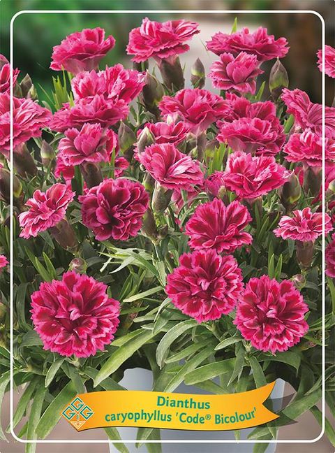 Dianthus CODE BICOLOUR