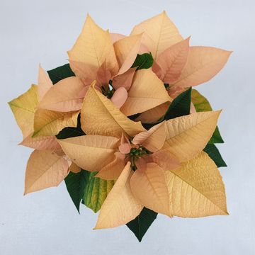 Euphorbia pulcherrima AUTUMN LEAVES