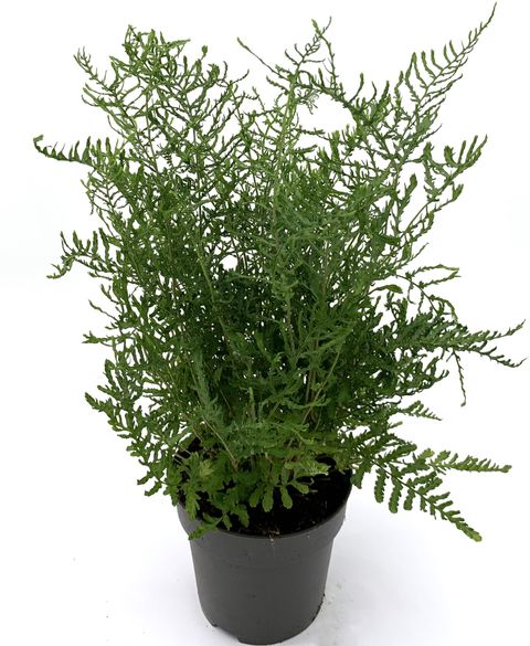 Dryopteris filix-mas 'Linearis Polydactyla'