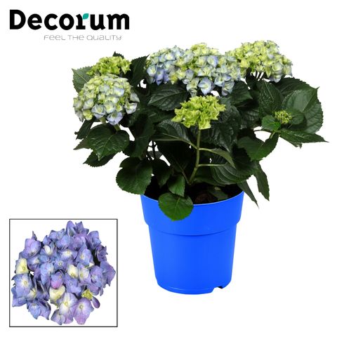 Hydrangea macrophylla EARLY BLUE