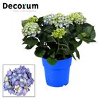 Hydrangea macrophylla EARLY BLUE