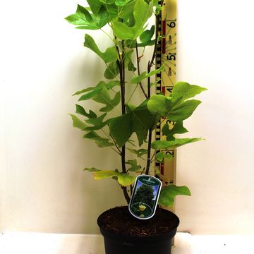 Liriodendron tulipifera