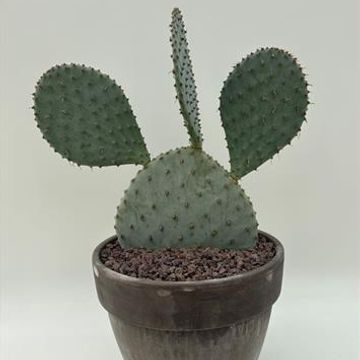 Opuntia violacea santa-rita