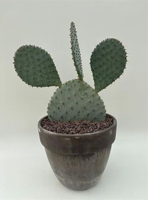 Opuntia violacea santa-rita