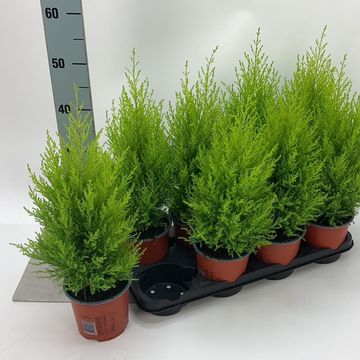 Cupressus macrocarpa 'Goldcrest Wilma'