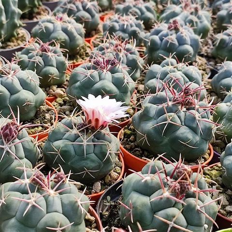 Thelocactus hexaedrophorus