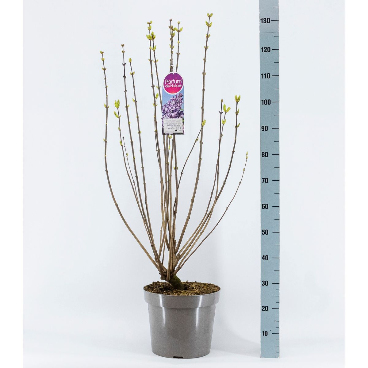 Syringa X Hyacinthiflora Lavender Lady — Plant Wholesale Floraccess 9280